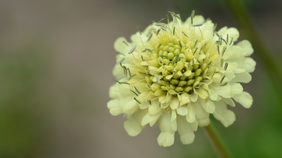 Hlavatka obrovská (Cephalaria gigantea) 
