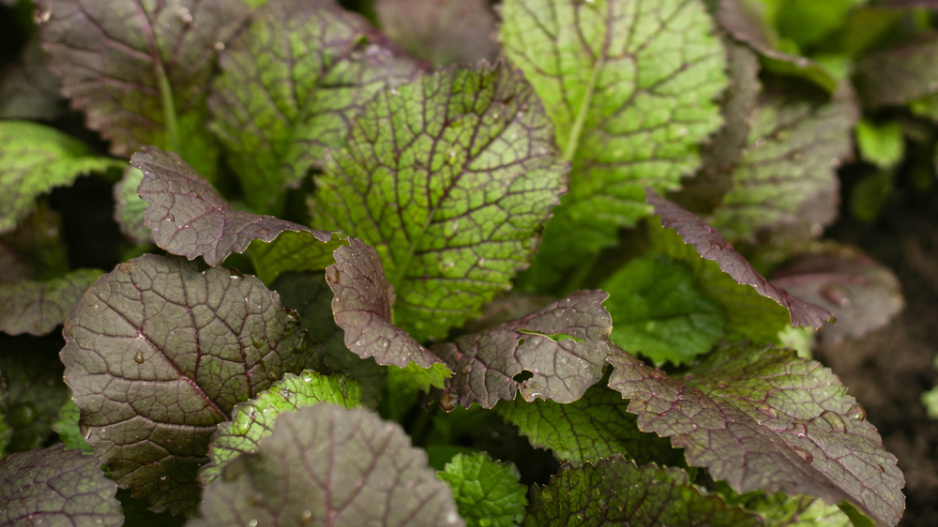Hořčice červená (Brassica juncea)