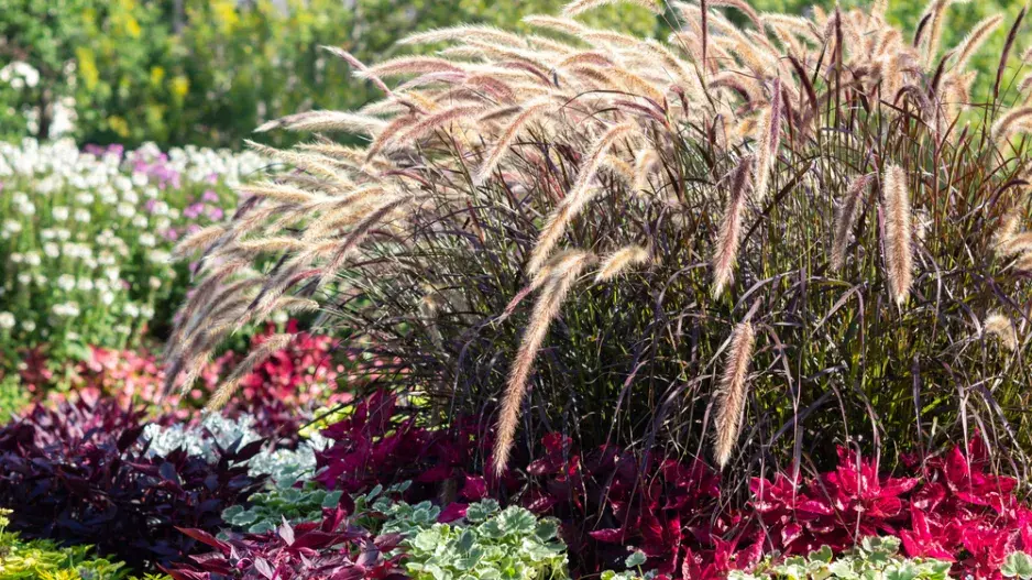 Dochan setý (Pennisetum setaceum)