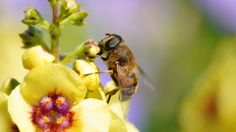 Divizna černá (Verbascum nigrum) 