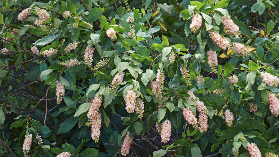 Jochovec olšolistý (Clethra alnifolia) 