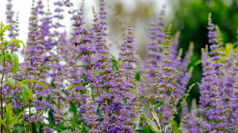 Drmek obecný (Vitex agnus-castus)