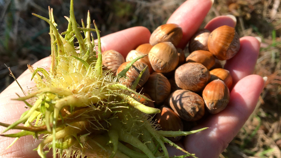 Turecká líska (Corylus colurna) 