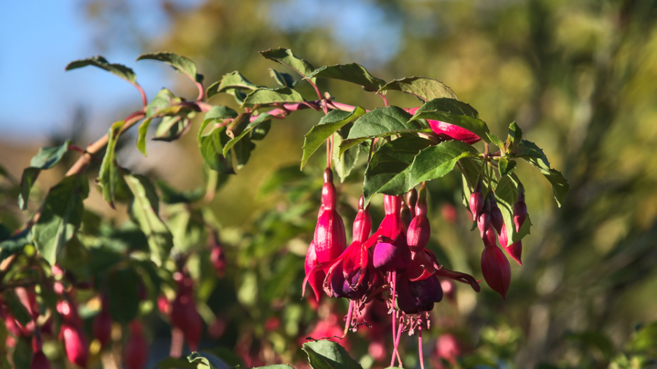 Fuchsie magelánská neboli fuchsie chilská (Fuchsia magellanica)
