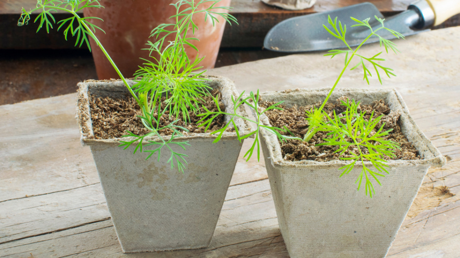 Kopr vonný (Anethum graveolens)