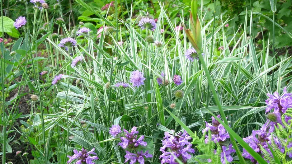 Chrastice rákosovitá (Phalaris arundinacea) 