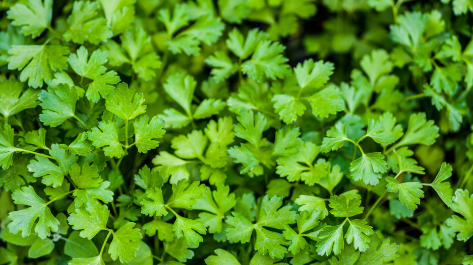 Petržel zahradní naťová (Petroselinum crispum) 