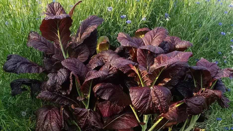 Hořčice červená (Brassica juncea)