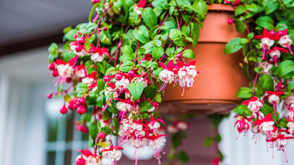 fuchsie