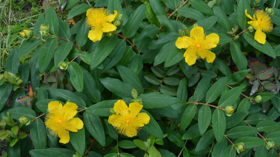 Třezalka kalíškatá (Hypericum calycinum)