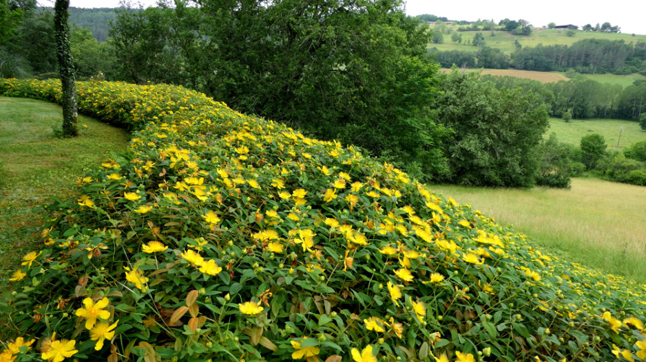 Třezalka kalíškatá (Hypericum calycinum)