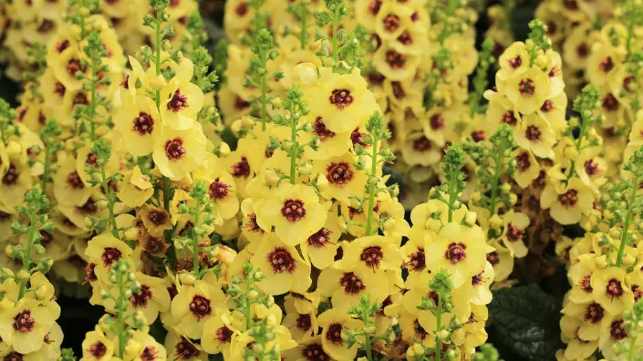 Divizna 'Dark Eyes' (Verbascum hybridum 'Dark Eyes') 