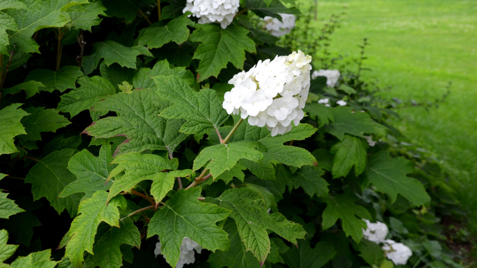 Hortenzie dubolistá (Hydrangea quercifolia) 