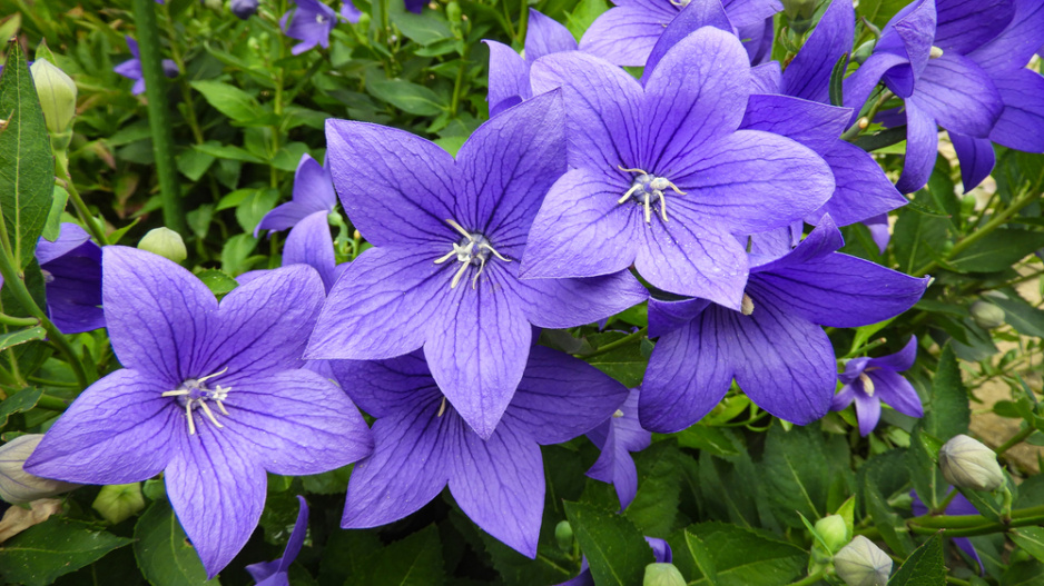 Boubelka velkokvětá, zvonkovec  (Platycodon grandiflorus)