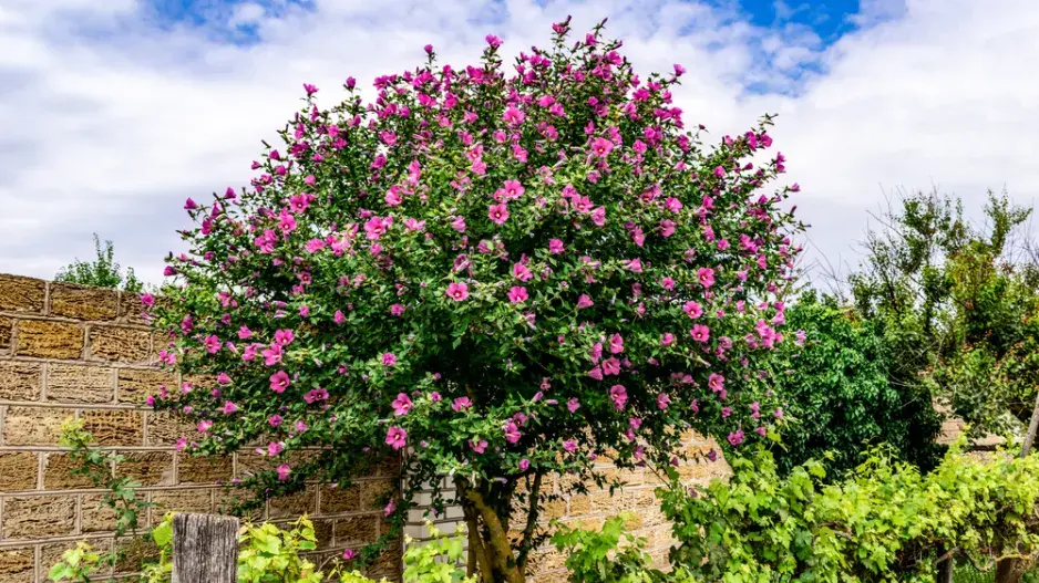 Pokojové a venkovní ibišky