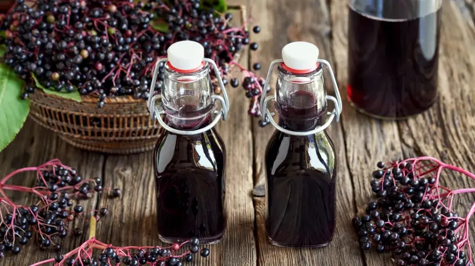 Černý bez (Sambucus nigra) 