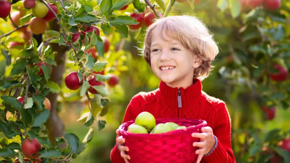 Výsadba ovocných stromů