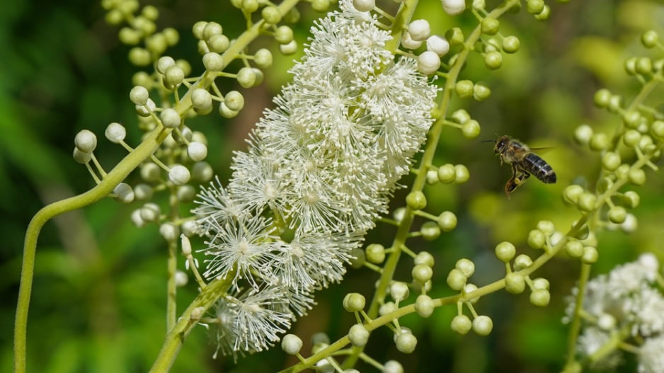 Ploštičník hroznatý (Actaea racemosa, syn. Cimicifuga racemosa)