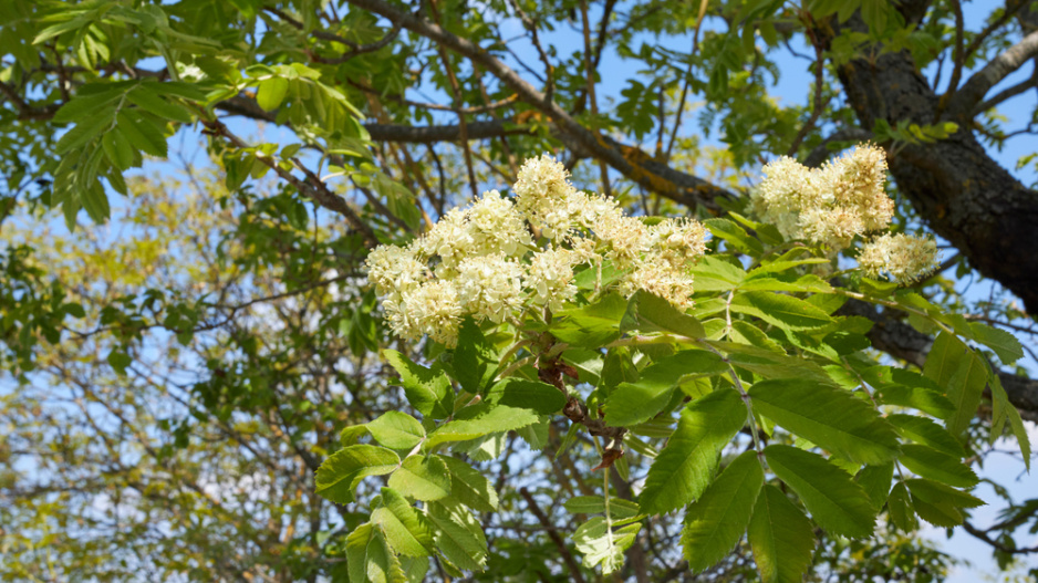 Jeřáb oskeruše (Sorbus domestica) 