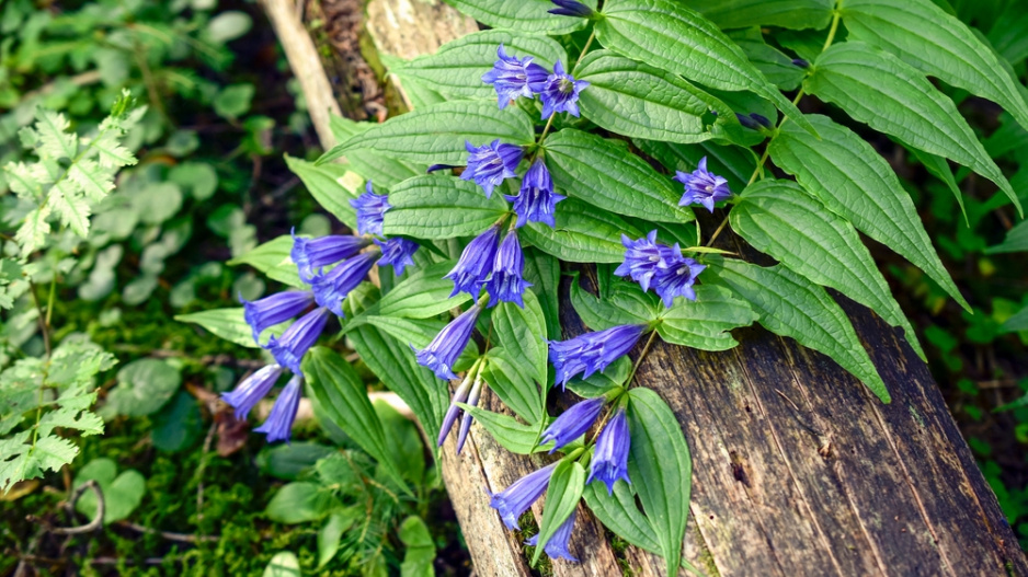 Hořec tolitovitý (Gentiana asclepiadea) 