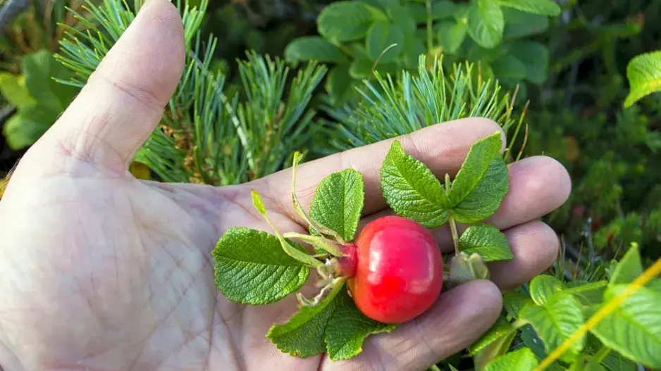 Šípky z vlastní zahrady