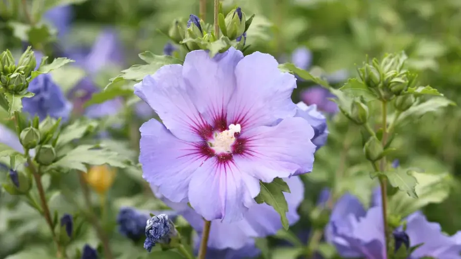 Ibišek syrský (Hibiscus syriacus) 