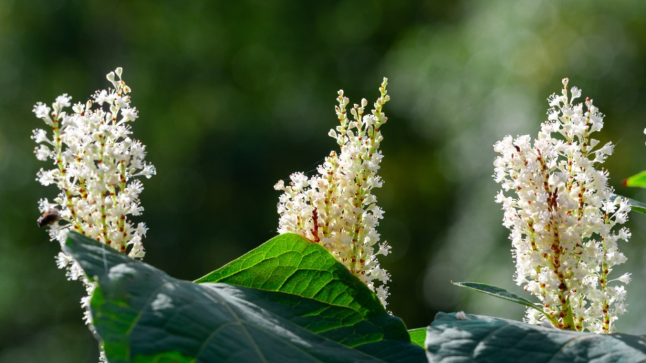 Jochovec olšolistý (Clethra alnifolia) 