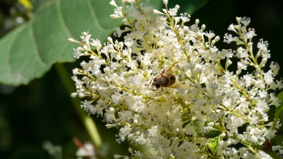 Jochovec olšolistý (Clethra alnifolia)