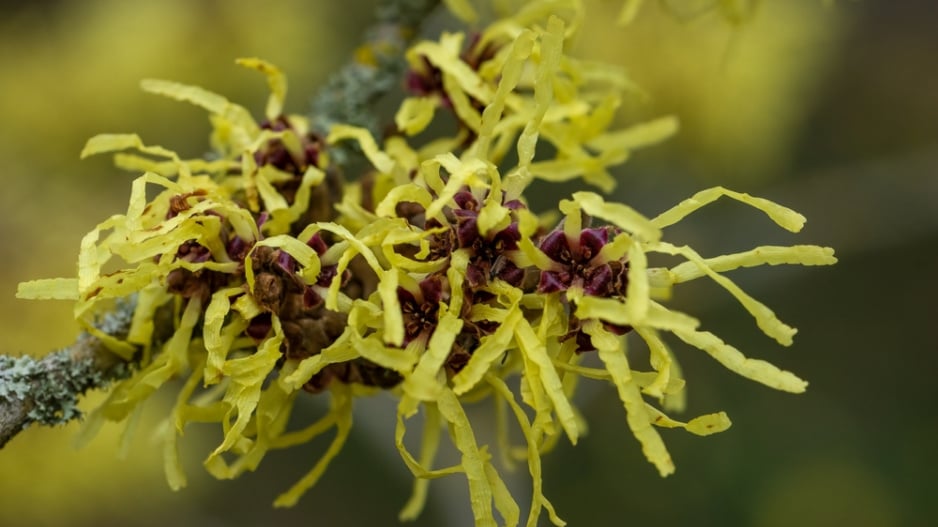 Hamamelis intermedia ´Pallida´