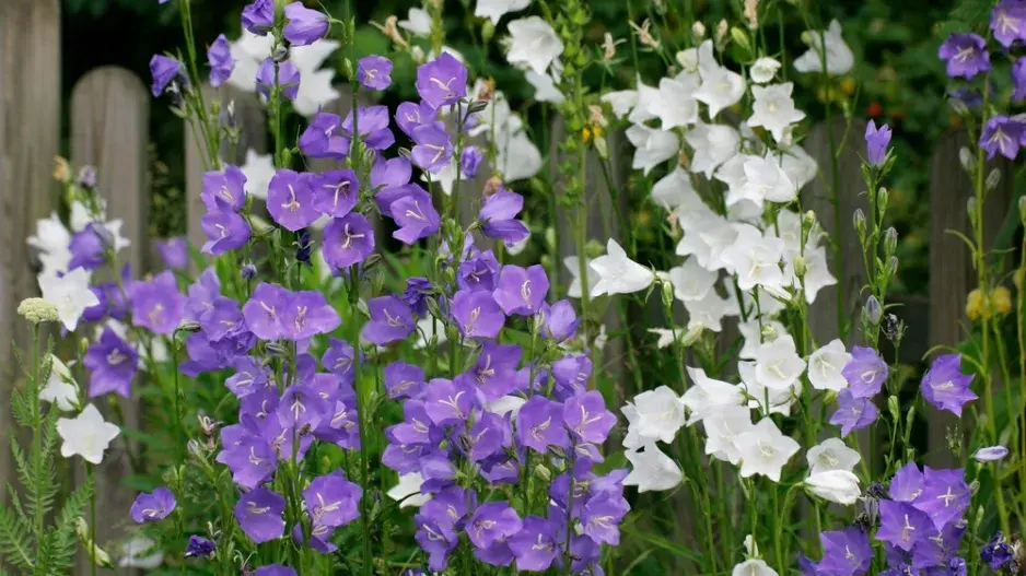 Zvonek broskvolistý (Campanula persicifolia)