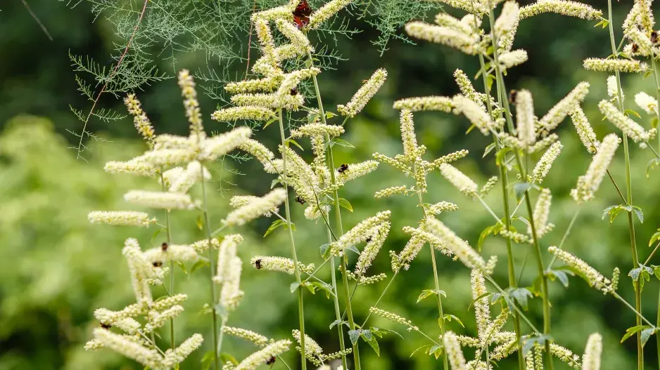 Ploštičník hroznatý (Actaea racemosa, syn. Cimicifuga racemosa)