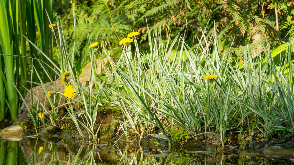 Chrastice rákosovitá (Phalaris arundinacea) 