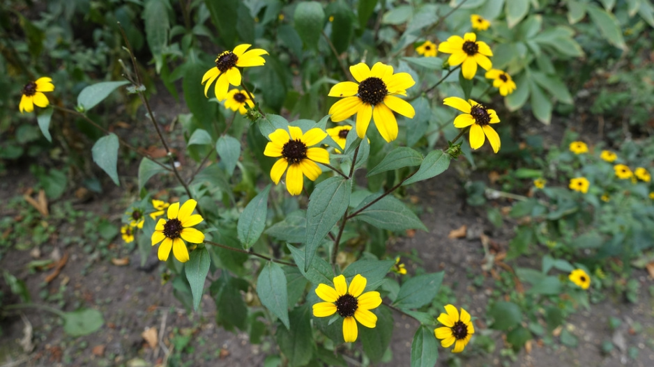 Třapatka trojlaločná (Rudbeckia triloba)