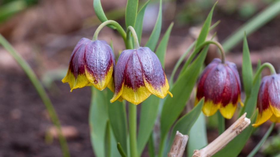 Řebčík Michajlovského (Fritillaria michailovskyi) 