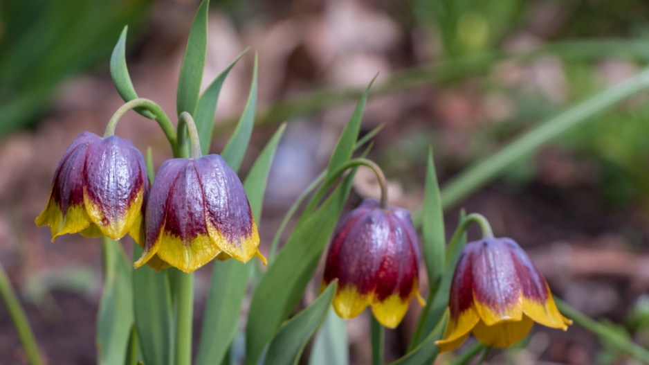 Řebčík Michajlovského (Fritillaria michailovskyi) 