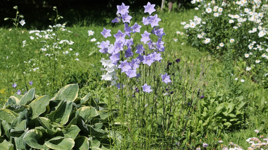Zvonek broskvolistý (Campanula persicifolia) 