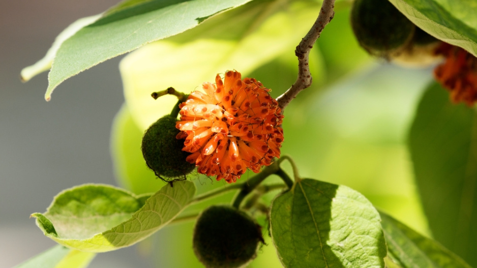 Papírovník čínský (Broussonetia papyrifera)