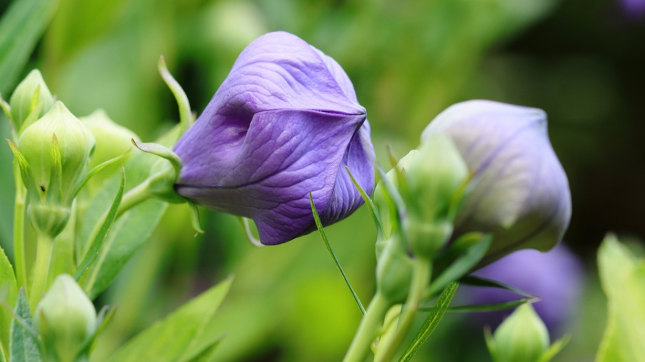 Boubelka velkokvětá, zvonkovec  (Platycodon grandiflorus)
