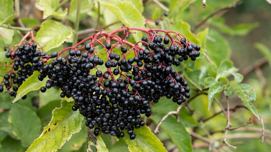 Černý bez (Sambucus nigra) 