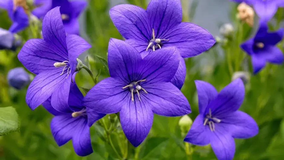 Boubelka velkokvětá, zvonkovec  (Platycodon grandiflorus)