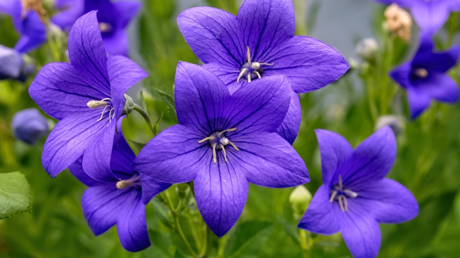 Boubelka velkokvětá, zvonkovec  (Platycodon grandiflorus)