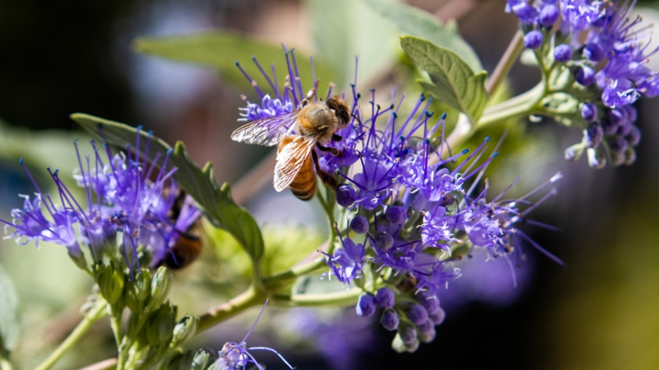 Ořechokřídlec clandonský (Caryopteris × clandonensis)  Ořechokřídlec clandonský (Caryopteris × clandonensis)