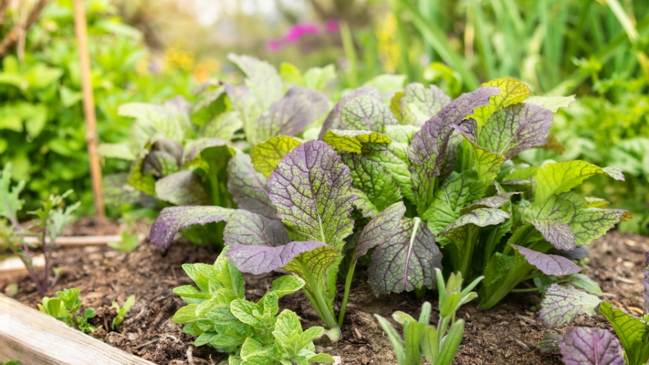 Hořčice červená (Brassica juncea)