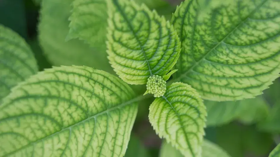 Hortenzie bez květů 