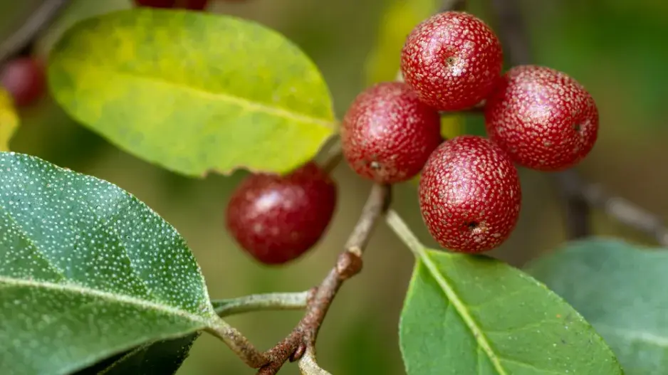 Hlošina okoličnatá 