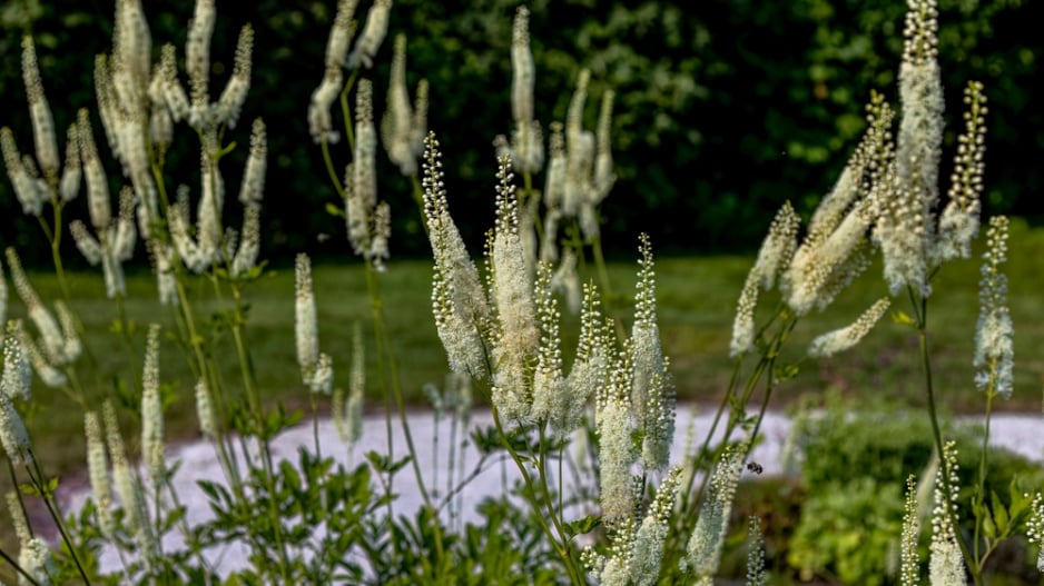 Ploštičník hroznatý (Actaea racemosa, syn. Cimicifuga racemosa)