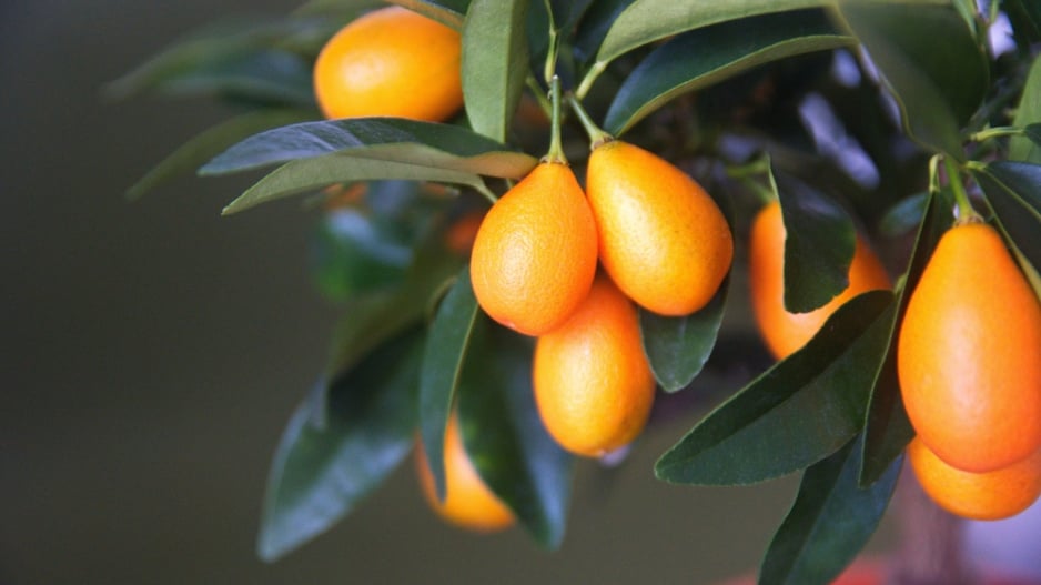 Kumquat japonský 