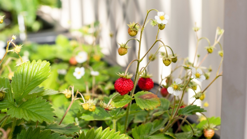 Měsíční jahody (Fragaria vesca var. semperflorens) 