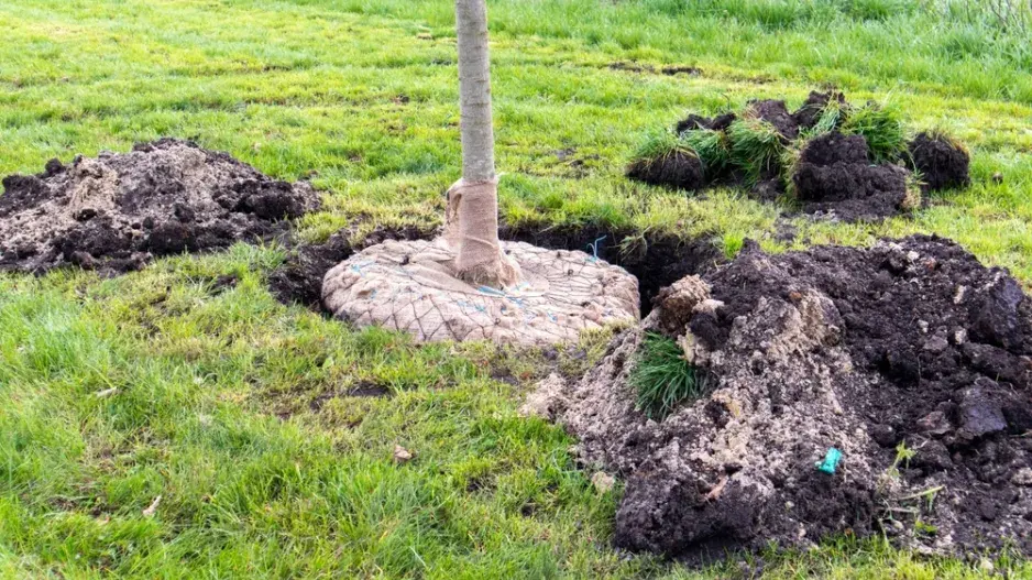 Výsadba dřevin s kořenovým balem