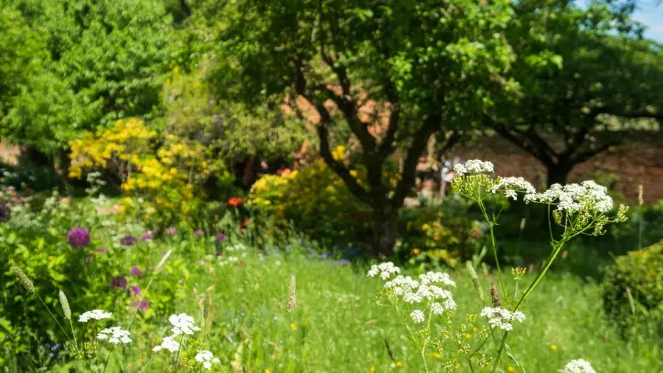 Rostliny přírodní zahrady